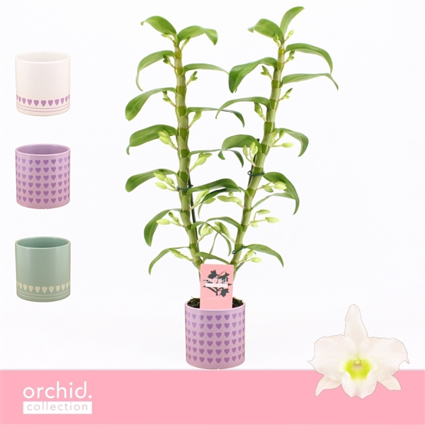 <h4>Dendrobium Nobilé, Apollon 2-spike in Horizon Love 'Orchid Collection'</h4>