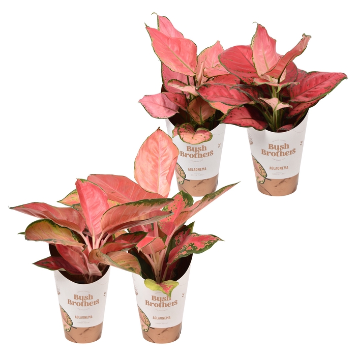 <h4>Aglaonema Gemengd</h4>