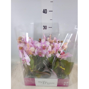 Phalaenopsis   ...rose