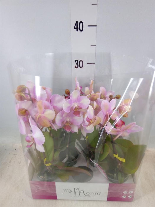 <h4>Phalaenopsis ...rose</h4>
