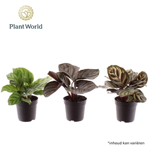 Calathea mix 7 cm