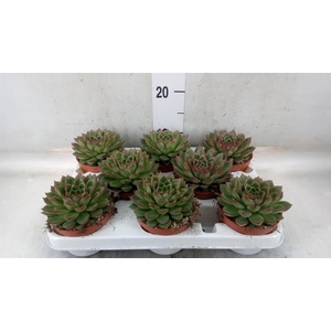 Echeveria   ...