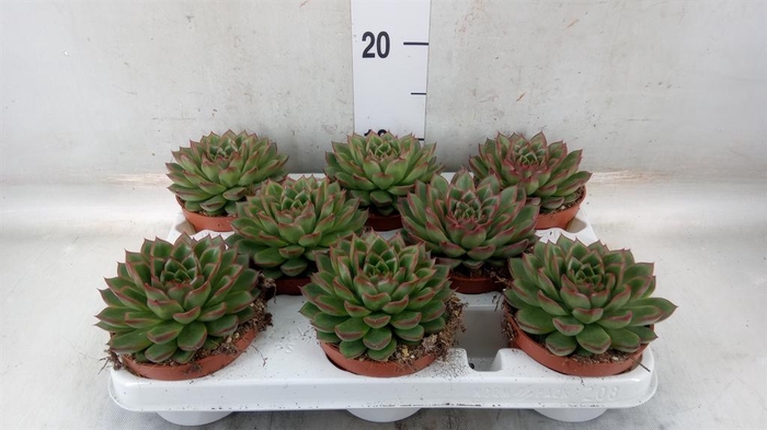 <h4>Echeveria   ...</h4>