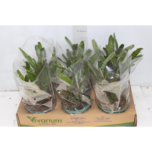 NEOREGELIA FIRE BALL P14