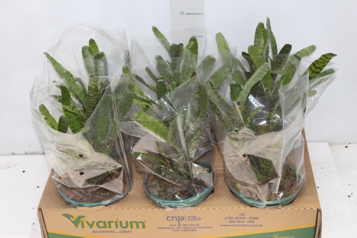 <h4>NEOREGELIA FIRE BALL P14</h4>