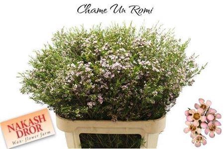 <h4>Chame Un Romi</h4>