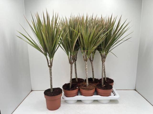 <h4>DRA MARG BICOLOR</h4>