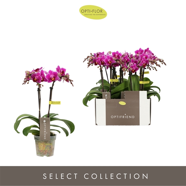 <h4>Phalaenopsis Multifloratypes overig paars</h4>