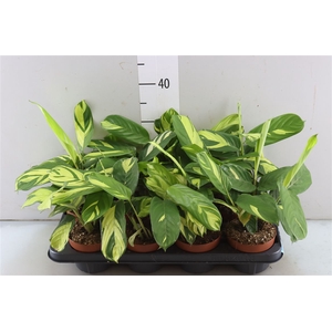 Ctenanthe Pilosa Golden Mosaic