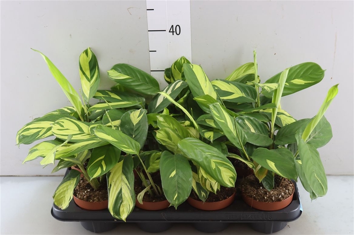 Ctenanthe Pilosa Golden Mosaic