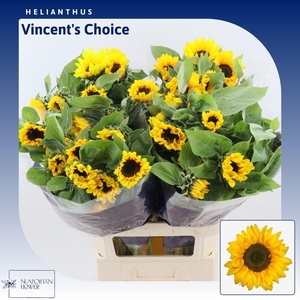 Helianthus Vincent's Choice