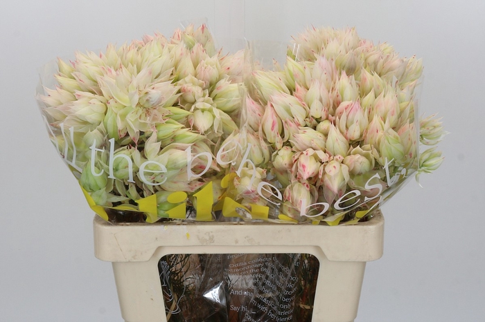 <h4>Blushing Bride 4/6 Flowers</h4>