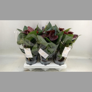 Anthurium andr. 'Essencia'