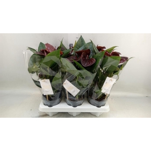 Anthurium andr. 'Essencia'
