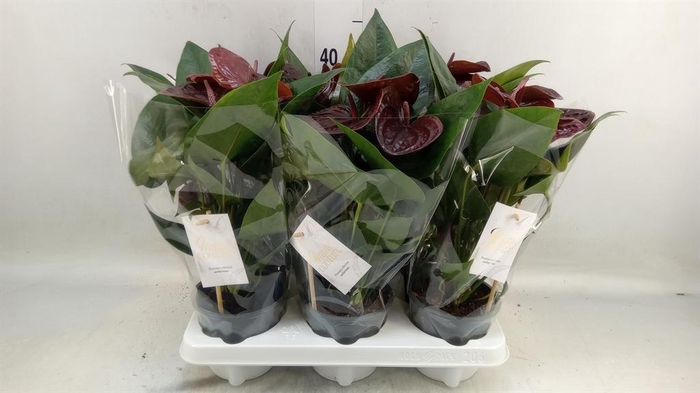 <h4>Anthurium andr. 'Essencia'</h4>