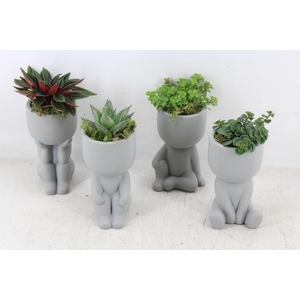 arr3 SN - Chillings grey x12