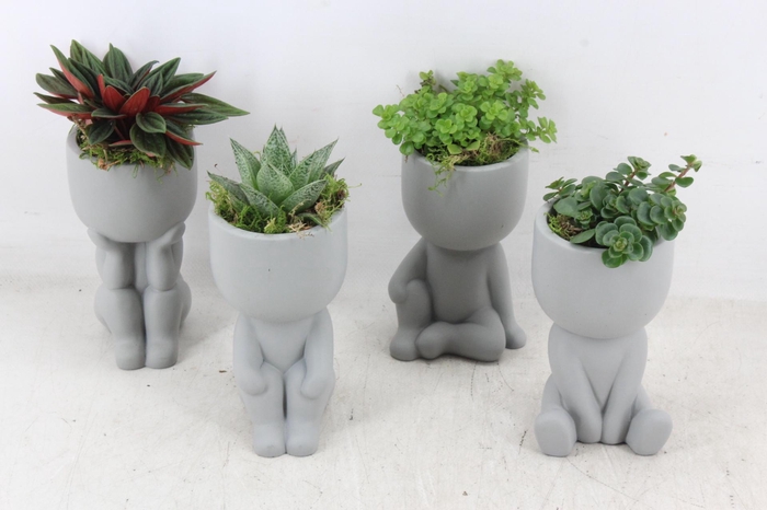 <h4>arr3 SN - Chillings grey x12</h4>