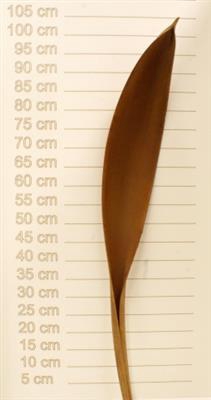 <h4>DROOG GALERAS COCO B</h4>