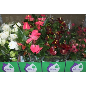 ANTHURIUM VARIADO P15