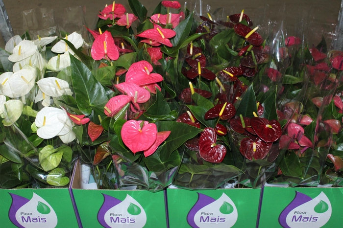 <h4>ANTHURIUM VARIADO P15</h4>