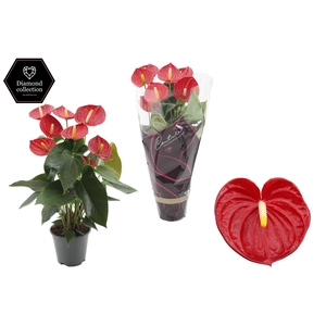 Anthurium 14 cm Tremendo in Couture Diamond Line Purple sleeve
