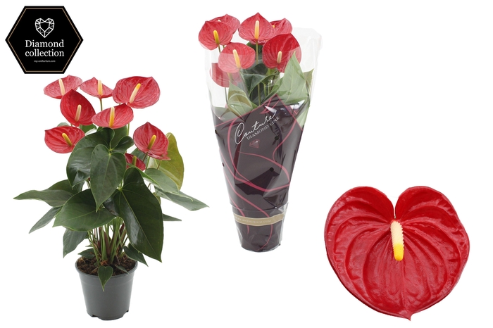 <h4>Anthurium 14 cm Tremendo in Couture Diamond Line Purple sleeve</h4>