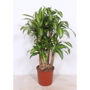 Dracaena Massangeana