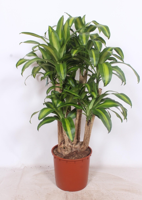 <h4>Dracaena Massangeana</h4>