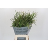 Chasmanthium Green