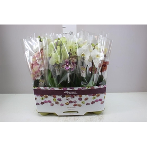 Phal Gemengd 2 Tak 16+