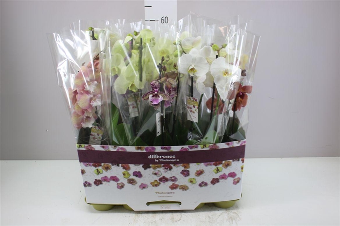 <h4>Phal Gemengd 2 Tak 16+</h4>