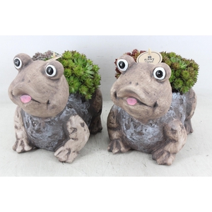 arr4 Semp PL - Ker. kikker 401/3