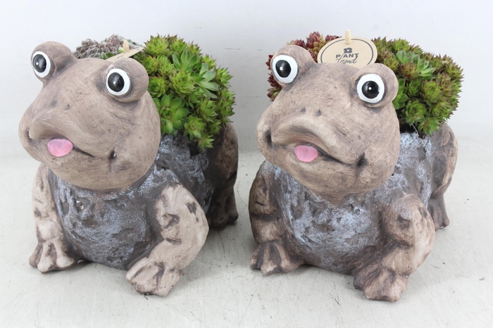 <h4>arr4 Semp PL - Ker. kikker 401/3</h4>