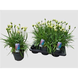 Agapanthus Pitchoune White