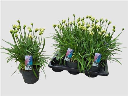<h4>Agapanthus Pitchoune White</h4>