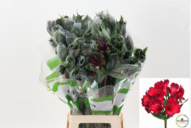 <h4>Alstr Nadya Fu</h4>