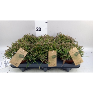 Rhipsalis burchellii