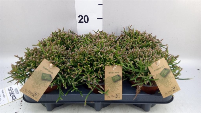 <h4>Rhipsalis burchellii</h4>