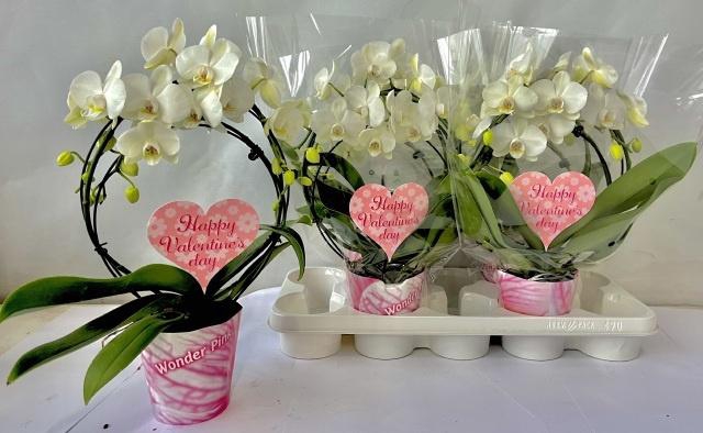 <h4>PHAL OV WIT</h4>