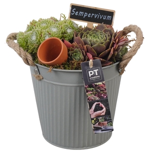 PTS7348 Arrangement Sempervivum in metalen pot