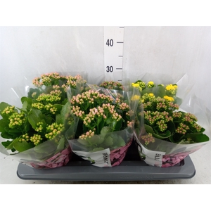 Kalanchoe blos.   ..rosebud mix GR