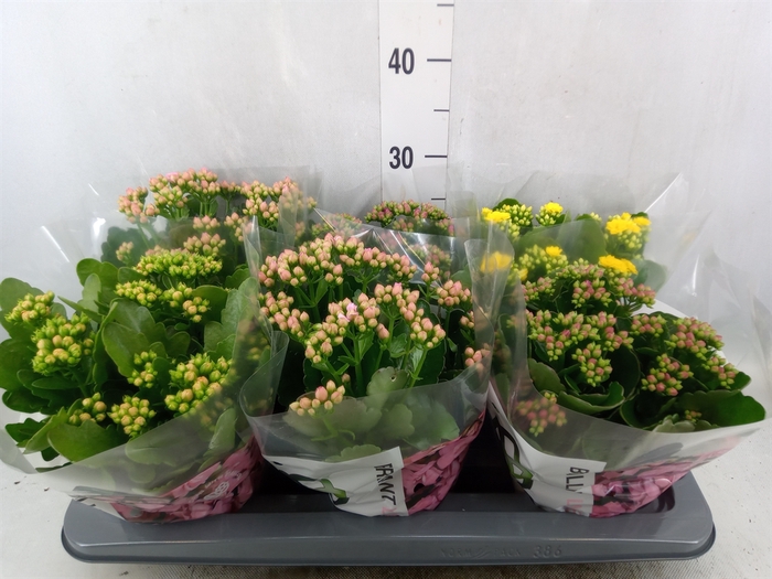 <h4>Kalanchoe blos.   ..rosebud mix GR</h4>