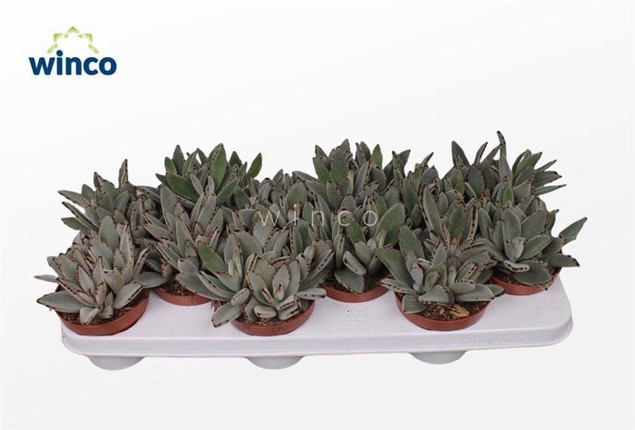 <h4>Kalanchoe Tomentosa</h4>