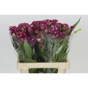 Celosia Cr Bombay Firosa