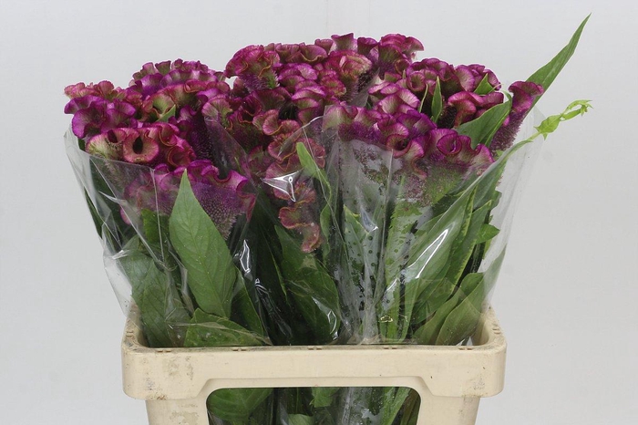 <h4>Celosia Cr Bombay Firosa</h4>