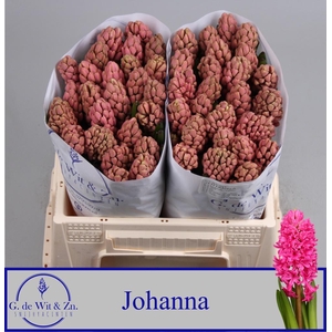 HYAC JOHANNA
