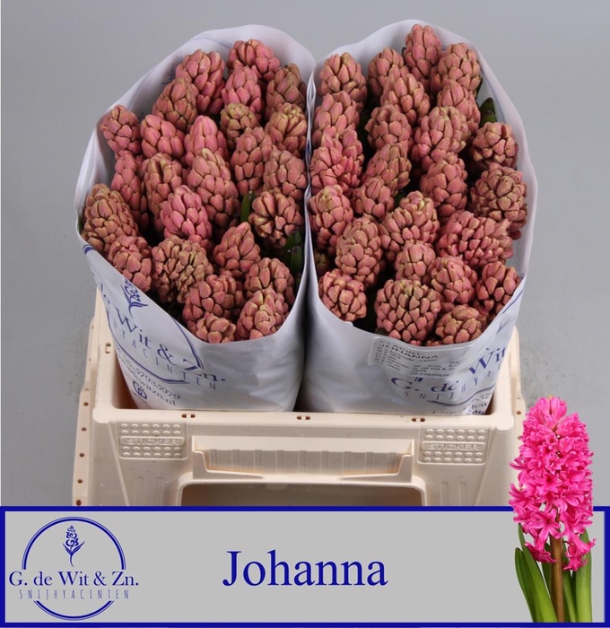 <h4>Hyac Johanna</h4>