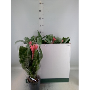 Aechmea fasciata 'Primera'