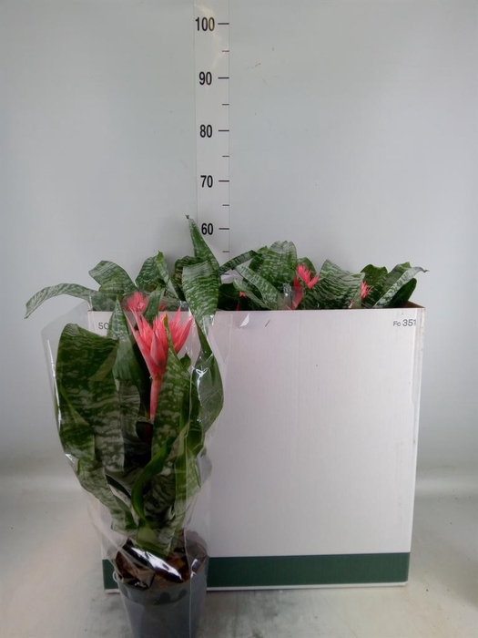<h4>Aechmea fasciata 'Primera'</h4>
