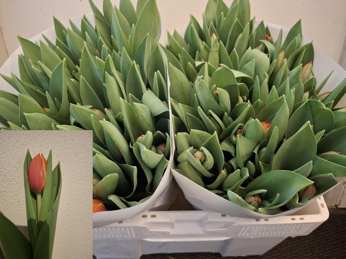 <h4>TU EN AD REM</h4>